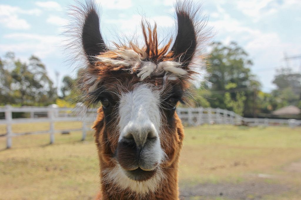 Cadbury the Llama