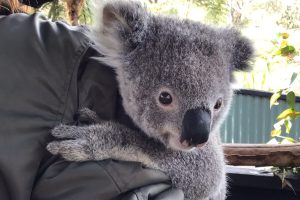 cute koala